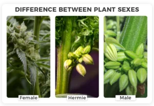 Difference Between Plant Sexes.webp.webp