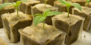 Marijuana Plant Growing In Rockwool Cube.webp.webp
