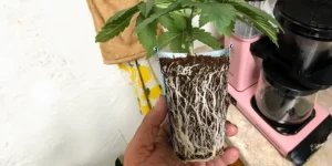 Marijuana Plant In Soil Block With Roots Being Held.webp.webp