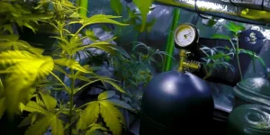 CO2 Tank In A Growroom.webp.webp